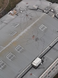 Spiders-on-roof.jpg